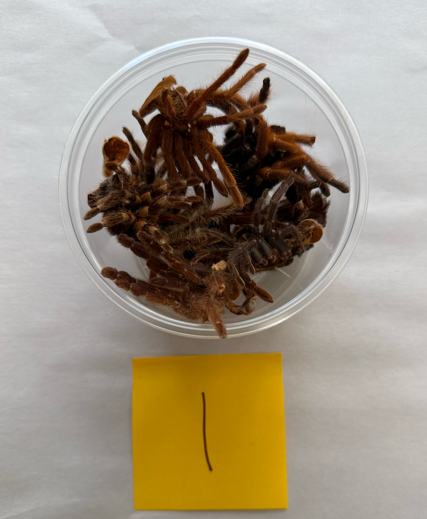 Tarantula Molts - 16oz cup #1 - FREE SHIPPING!