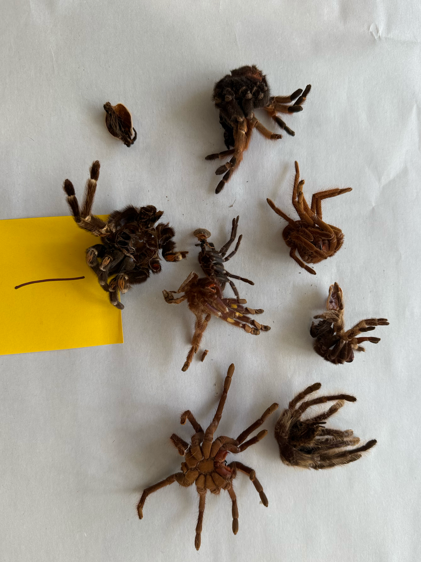 Tarantula Molts - 16oz cup #1 - FREE SHIPPING!