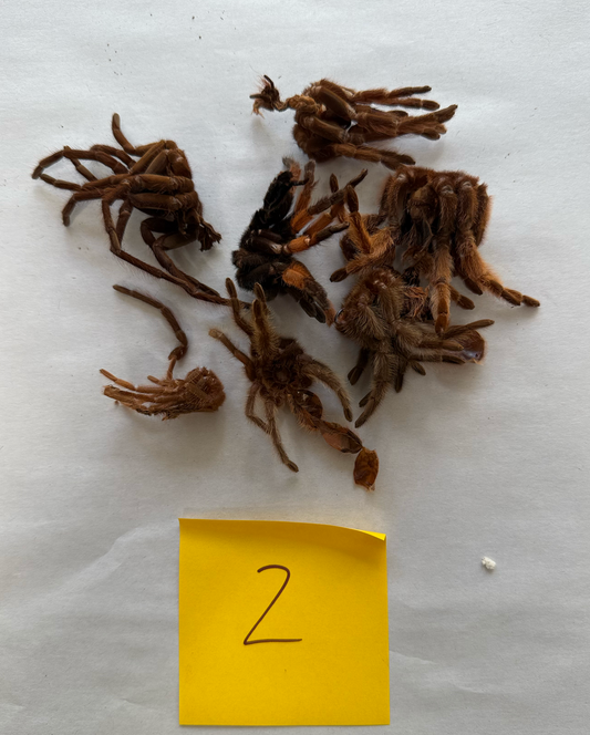 Tarantula Molts - 16oz cup #2 - FREE SHIPPING!