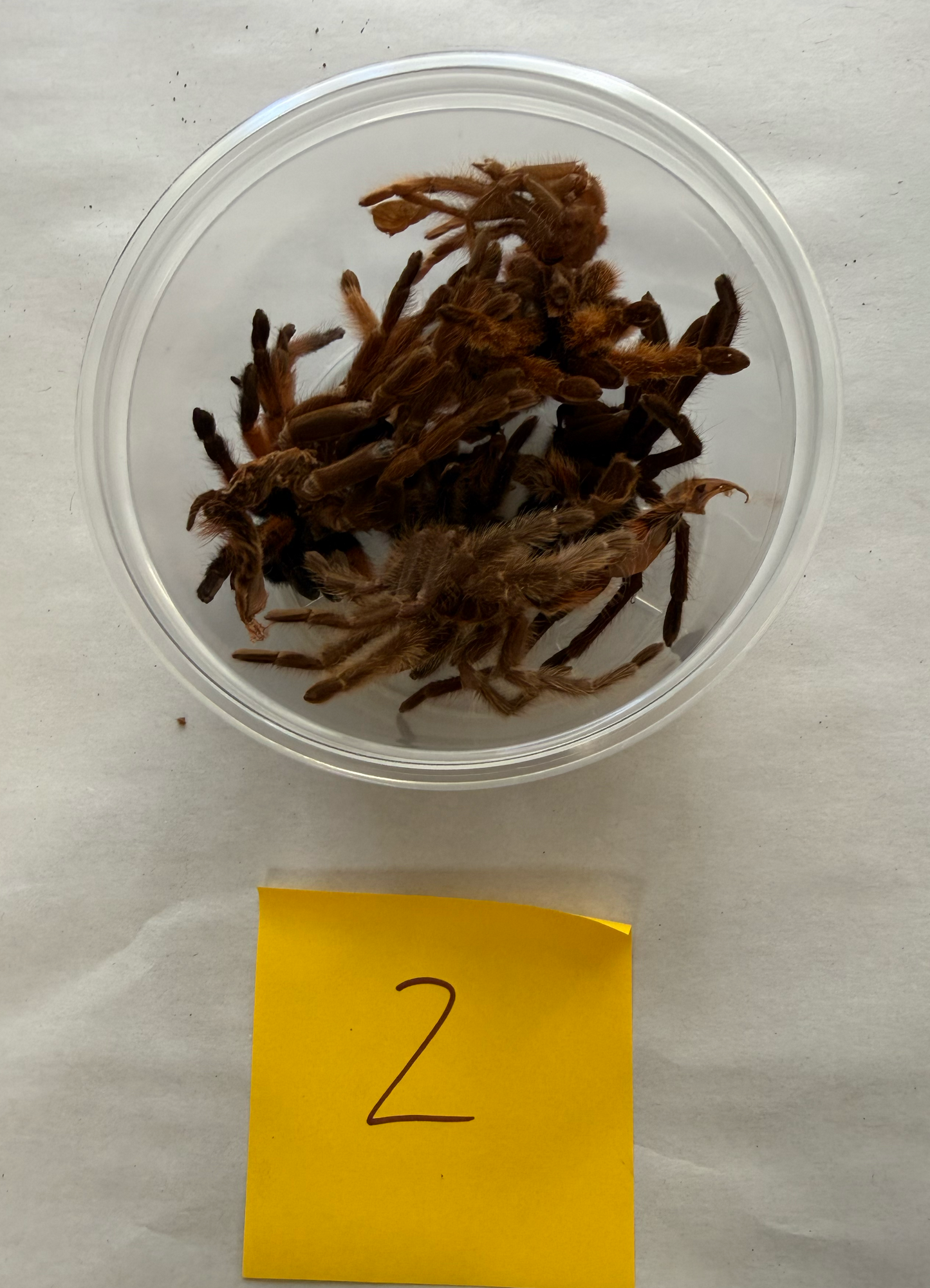 Tarantula Molts - 16oz cup #2 - FREE SHIPPING!