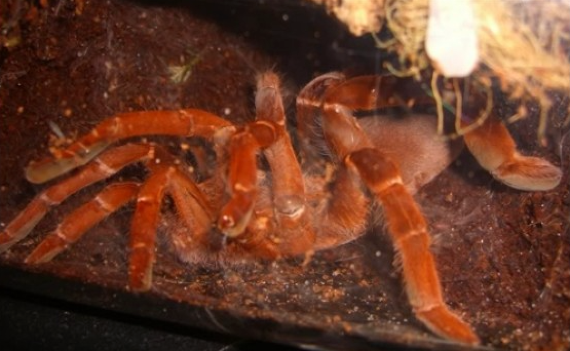 Pelinobius muticus (King Baboon Tarantula) 2 1/2” FEMALE