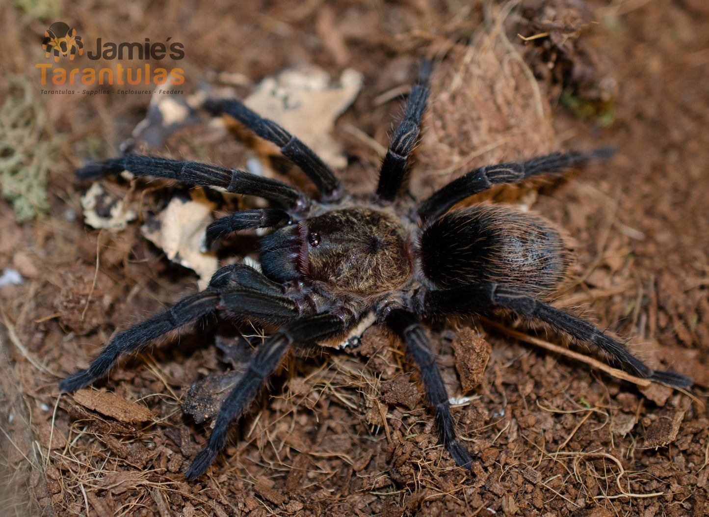 Thrixopelma pruriens (Peruvian Green Velvet) 1/2-3/4"