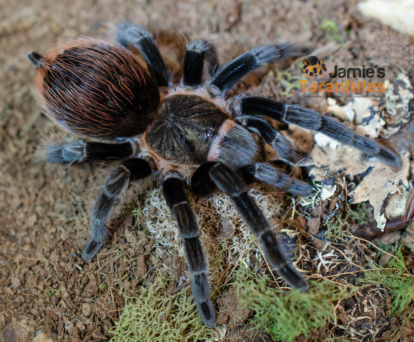 Tliltocatl (form. Brachypelma) kahlenbergi (Veracruz Redrump) 1/2-1"