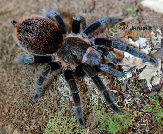 Tliltocatl (form. Brachypelma) kahlenbergi (Veracruz Redrump) 1/2-1"