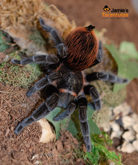 Tliltocatl (form. Brachypelma) kahlenbergi (Veracruz Redrump) 4-5" FEMALE**