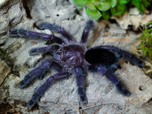 Avicularia purpurea (Purple Pink Toe) 2 1/2-3”