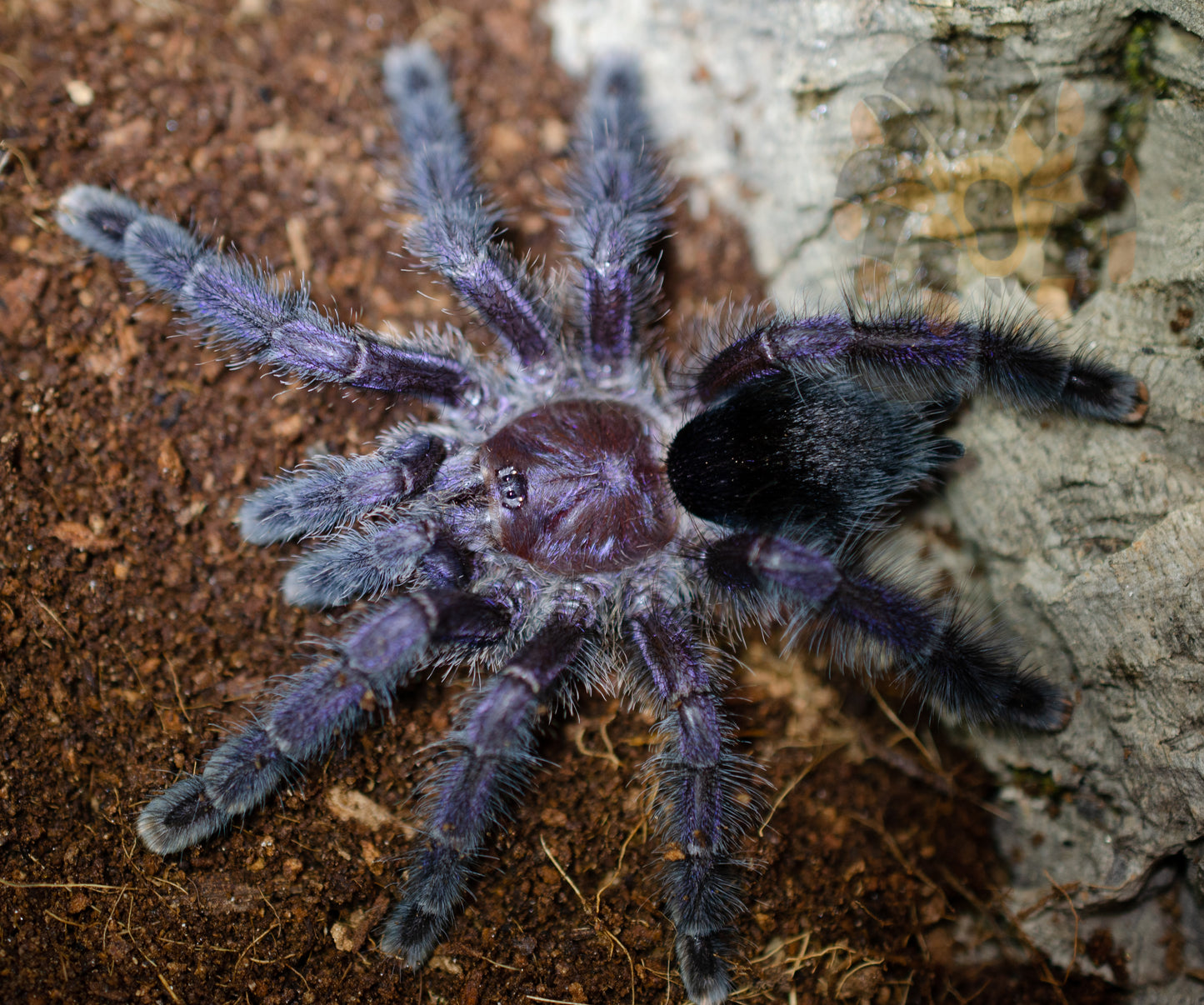 Avicularia purpurea (Purple Pink Toe) 2 1/2-3”