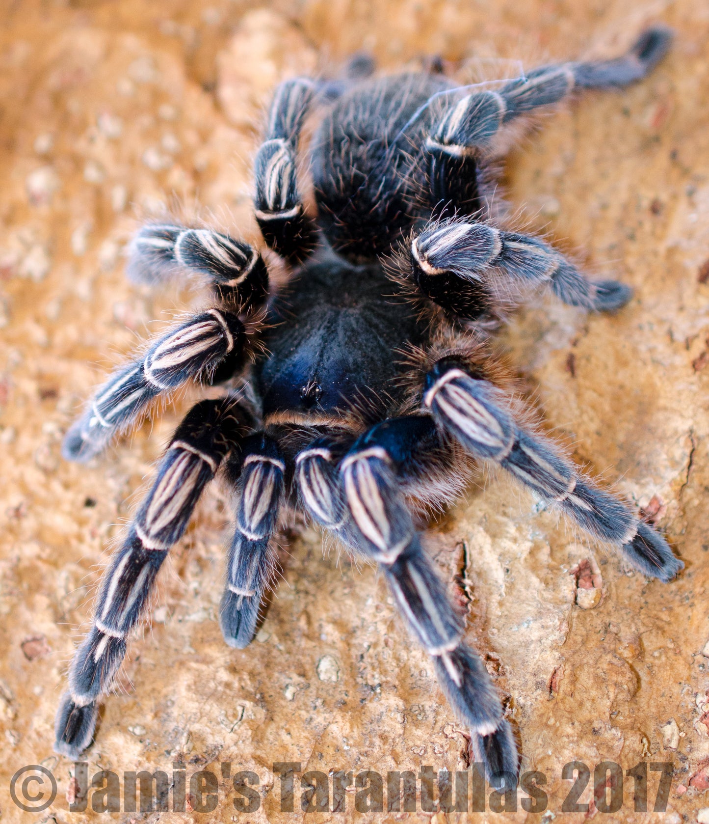 Aphonopelma seemanni (Costa Rican Stripe Knee) 4-5" FEMALE