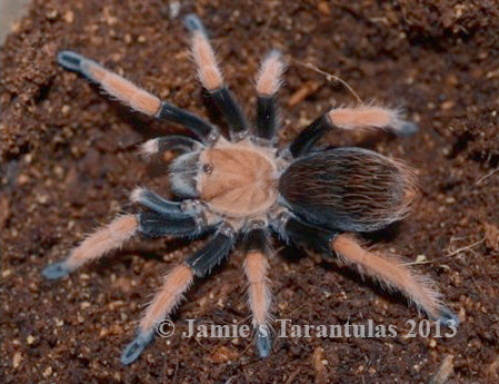 Aphonopelma bicoloratum (Mexican Blood-Leg) 1 1/2-2" FEMALE