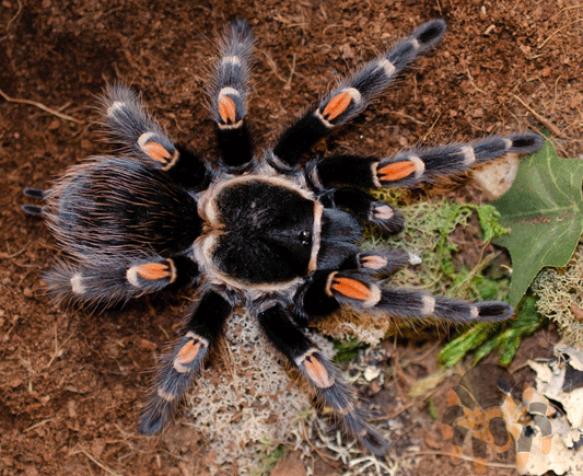 Brachypelma auratum (Mexican Flame Knee) 2-3" FEMALE