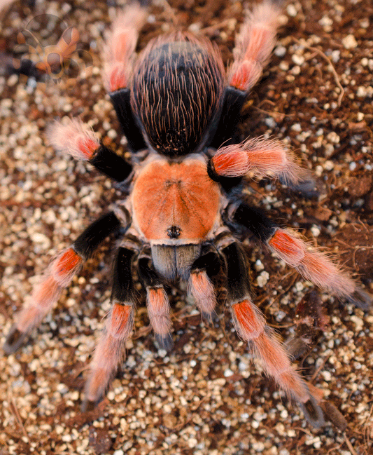 Brachypelma boehmei (Fire Leg Tarantula) 3+"  FEMALE #FS-18