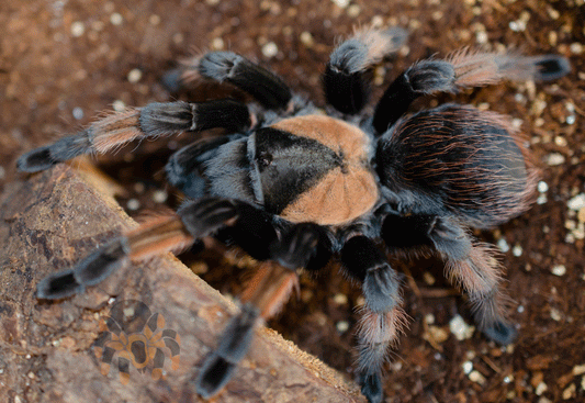 Brachypelma emilia (Mexican Red Leg) 3" FEMALE #604