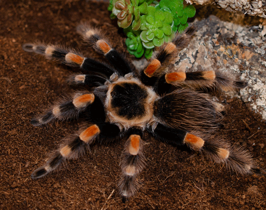 Brachypelma smithi (form. annitha)  (Mexican Giant Red Knee) 2 1/2-3” FEMALE