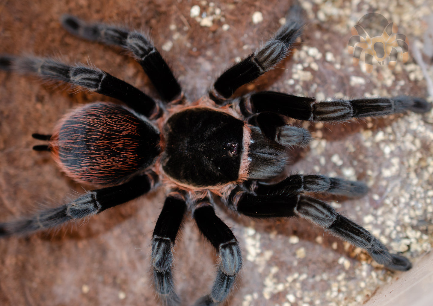 Tliltocatl (form. Brachypelma) vagans (Red-Rump) 1 1/4-1 1/2" suspect MALE #U-53