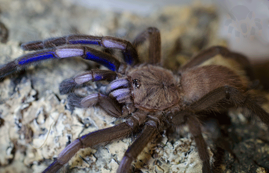 Chilobrachys Sp. Electric Blue 1 1/4-1 1/2” #FS-43