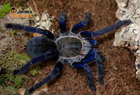 Cyriopagopus lividus (Cobalt Blue) 1/2-3/4”+