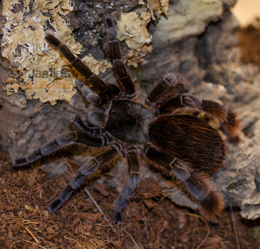 Cotztetlana sp Puebla 2 1/2-3” suspect male #U-3