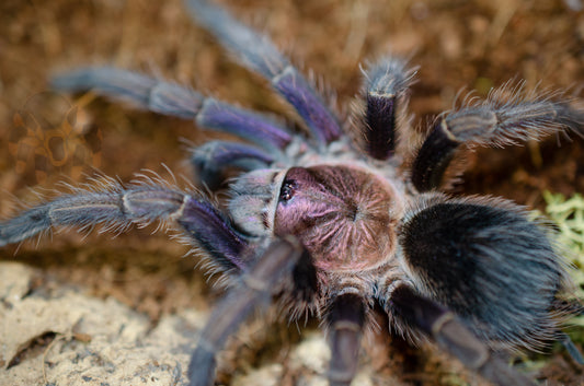 Phormictopus sp. purple (Dominican Violet) 3+” FEMALE