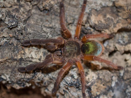 Ephebopus uatuman (Emerald Skeleton) 3-4" FEMALE