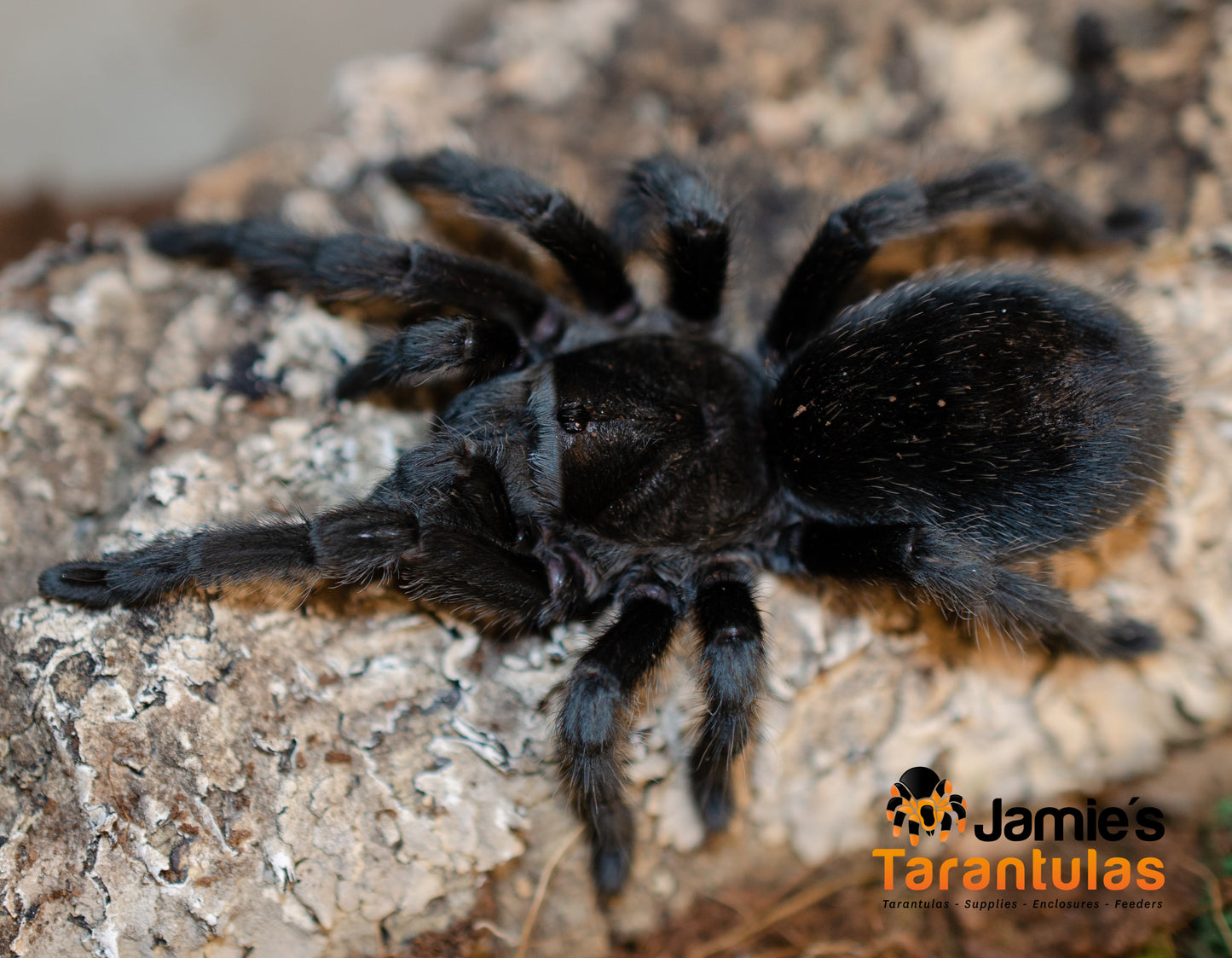 Grammostola pulchra / quirogai (Brazilian black) 1 1/2” FEMALE