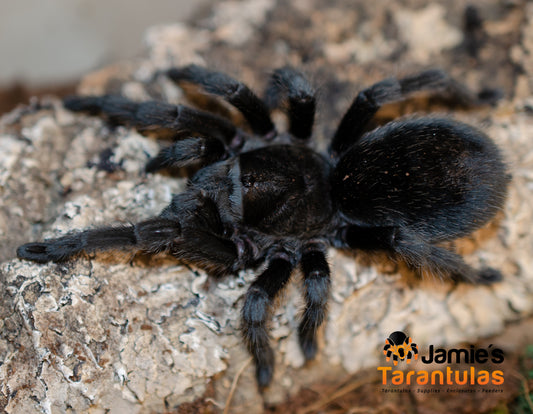 Grammostola pulchra / quirogai (Brazilian black) 1 1/2” FEMALE