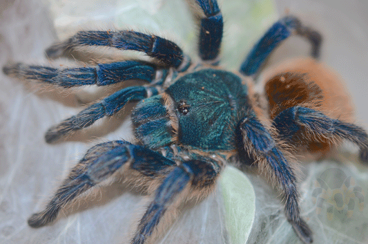 Chromatopelma cyaneopubescens (Green bottle blue "GBB") 2” FEMALE #FS-30
