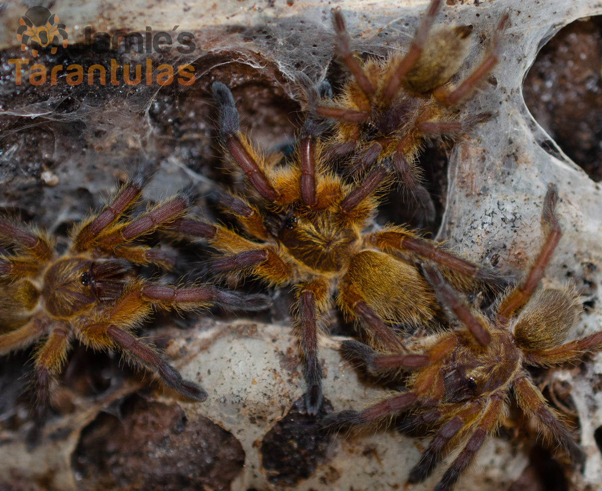 Harpactira pulchripes (Golden Blue Leg Baboon) 2 1/2-3" FEMALE