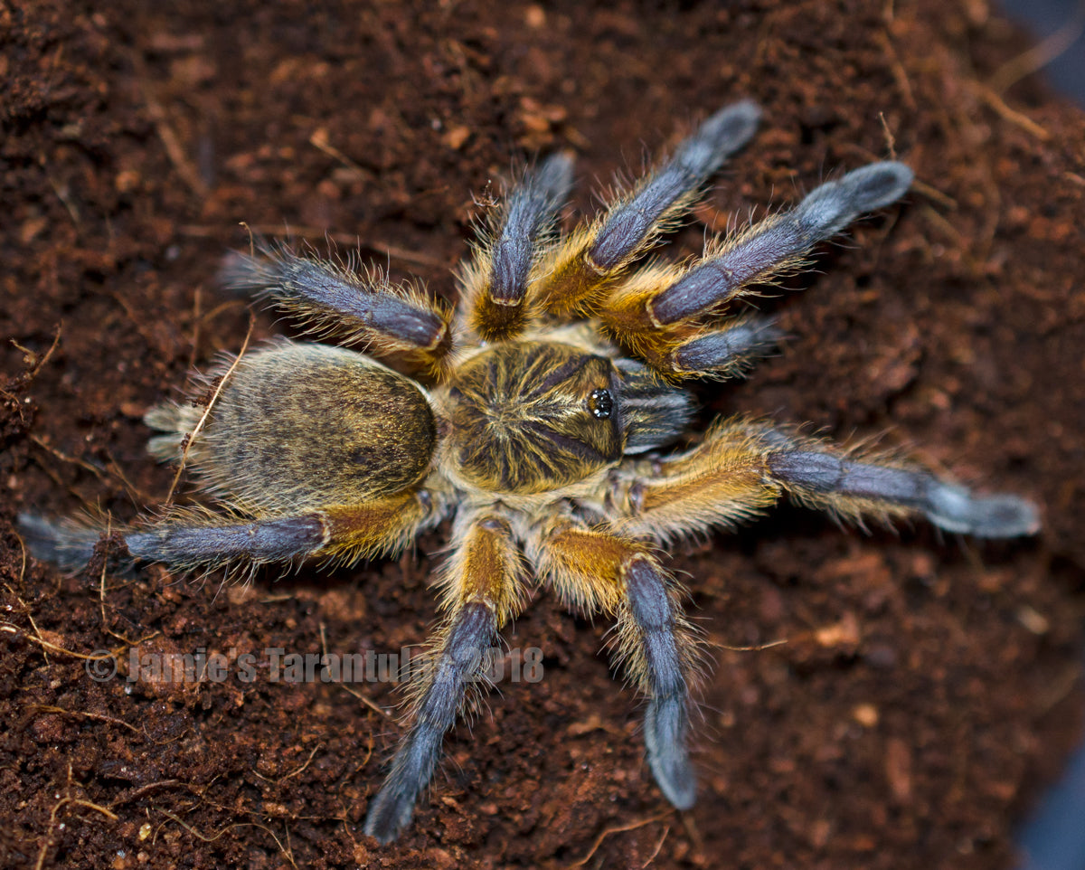 Harpactira pulchripes (Golden Blue Leg Baboon) 2 1/2-3" FEMALE
