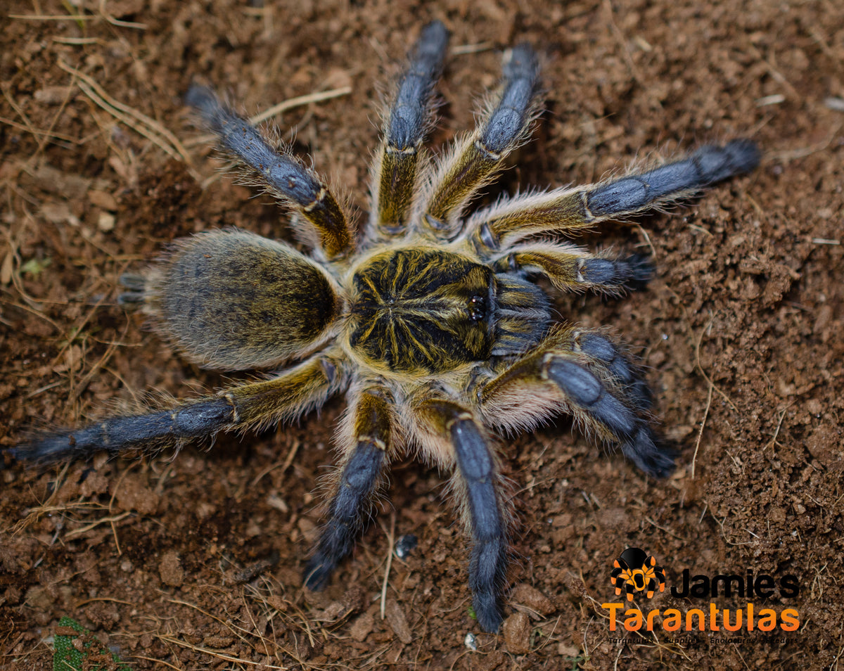 Harpactira pulchripes (Golden Blue Leg Baboon) 2 1/2-3" FEMALE