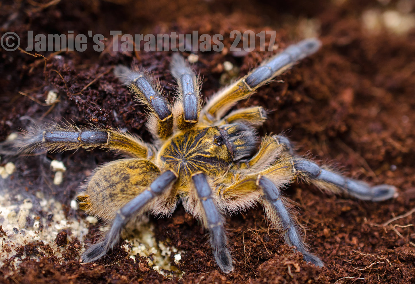 Harpactira pulchripes (Golden Blue Leg Baboon) 2 1/2-3" FEMALE