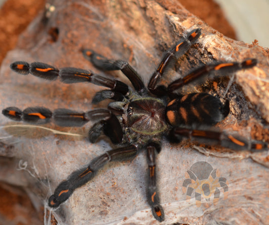 Psalmopoeus irminia (Venezuelan Sun Tiger) 3" suspect male #U-69