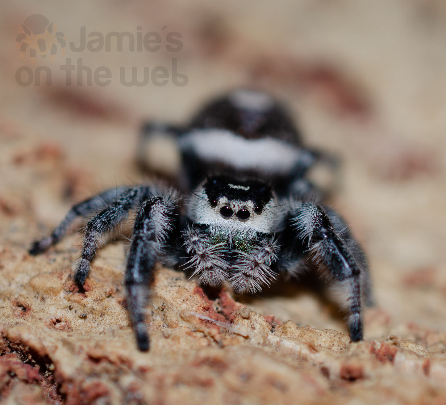 Phidippus regius (Regal Jumping Spider) 1 1/4" FEMALE #J-10  (Pictured)