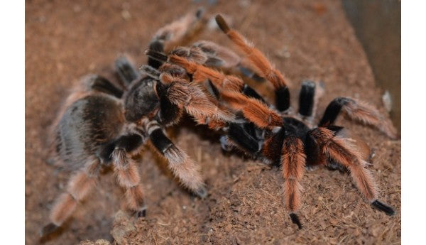 Brachypelma klaasi (Mexican Pink) 3" FEMALE