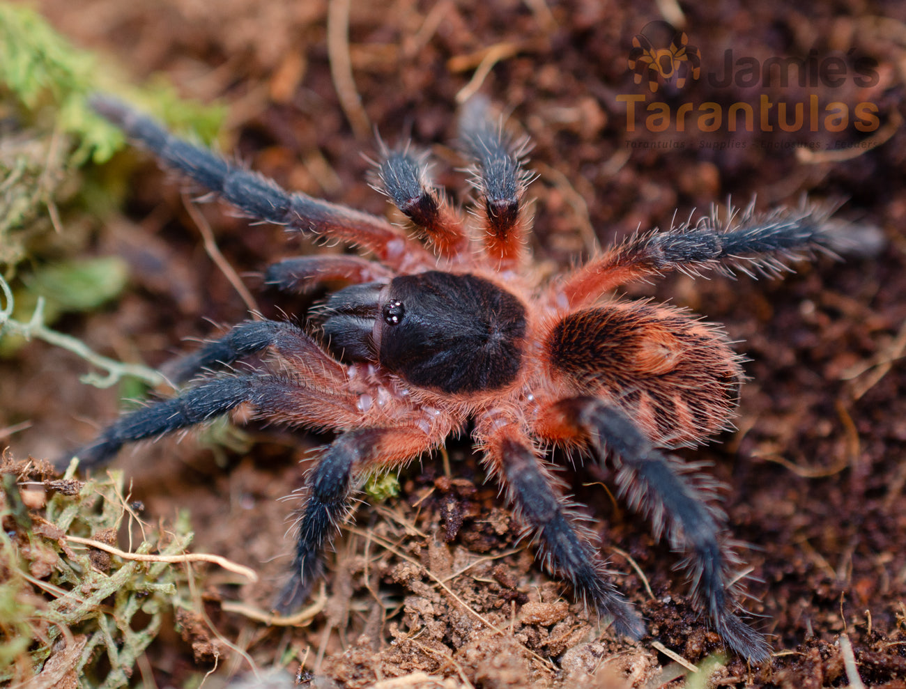 Davis sp. panama  (Lava Spider) 3/4-1”