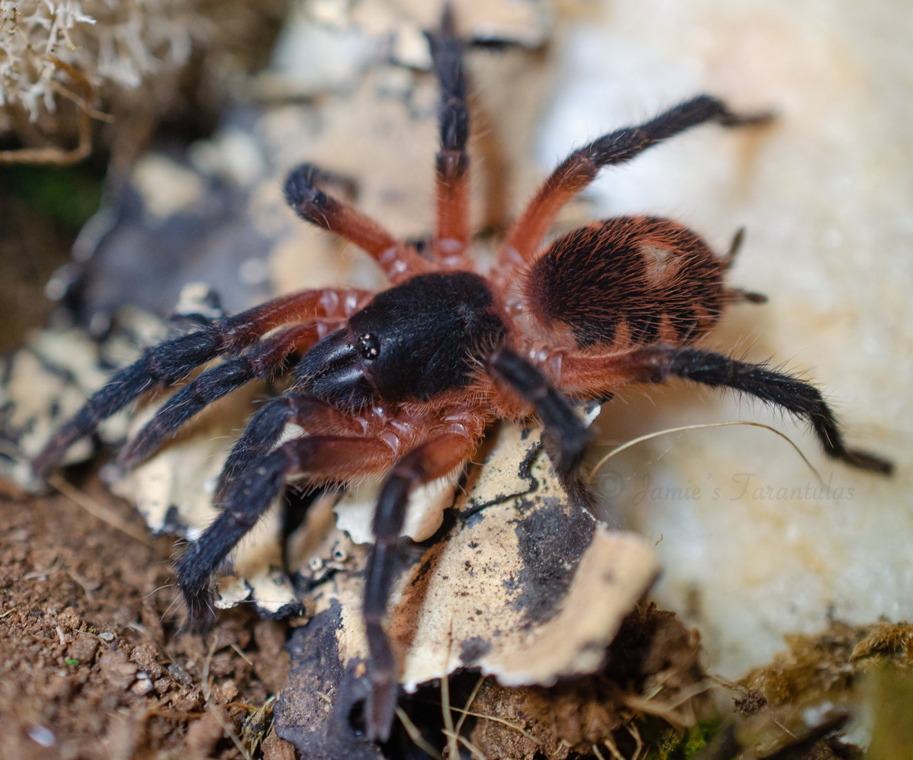 Davis sp. panama  (Lava Spider) 3/4-1”