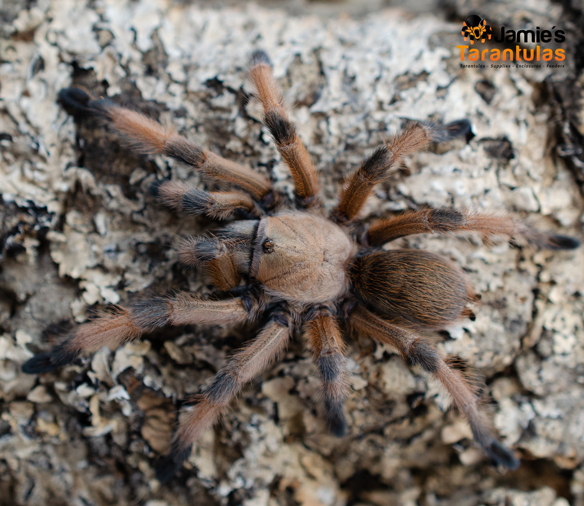 Aphonopelma moderatum (Rio Grande Gold) 1 1/2-1 3/4” FEMALE