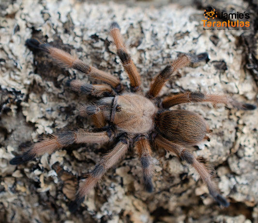 Aphonopelma moderatum (Rio Grande Gold) 1 3/4-2"+ MALE