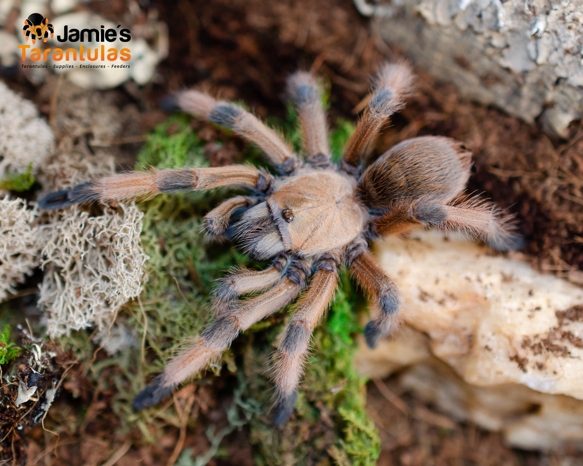 Aphonopelma moderatum (Rio Grande Gold) 1 1/2-1 3/4” FEMALE