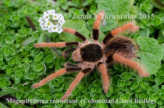 Megaphobema robustum (Columbian Giant Red-leg) 2-2 1/2" FEMALE