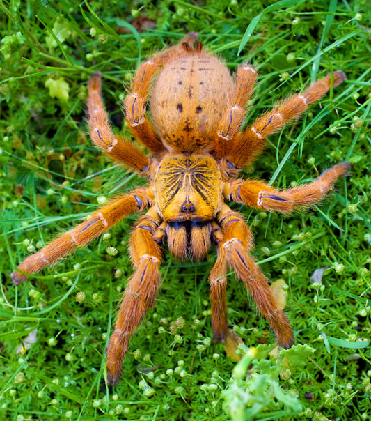 Pterinochilus murinus (Orange Baboon Tarantula - OBT) 3" FEMALE