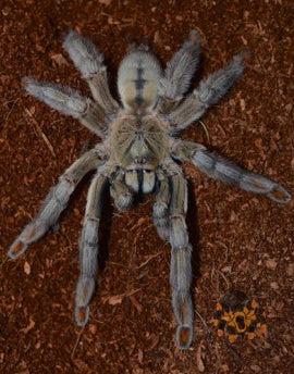 Psalmopoeus cambridgei (Trinidad chevron) 4"+ MATURE MALE #NL-31