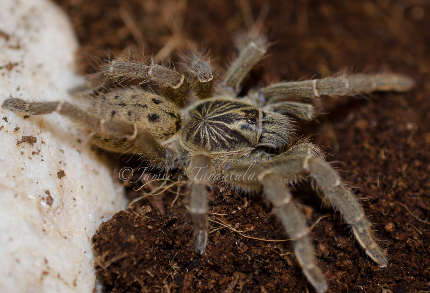 Pterinochilus lugardi (Fort Hall Baboon) 1"