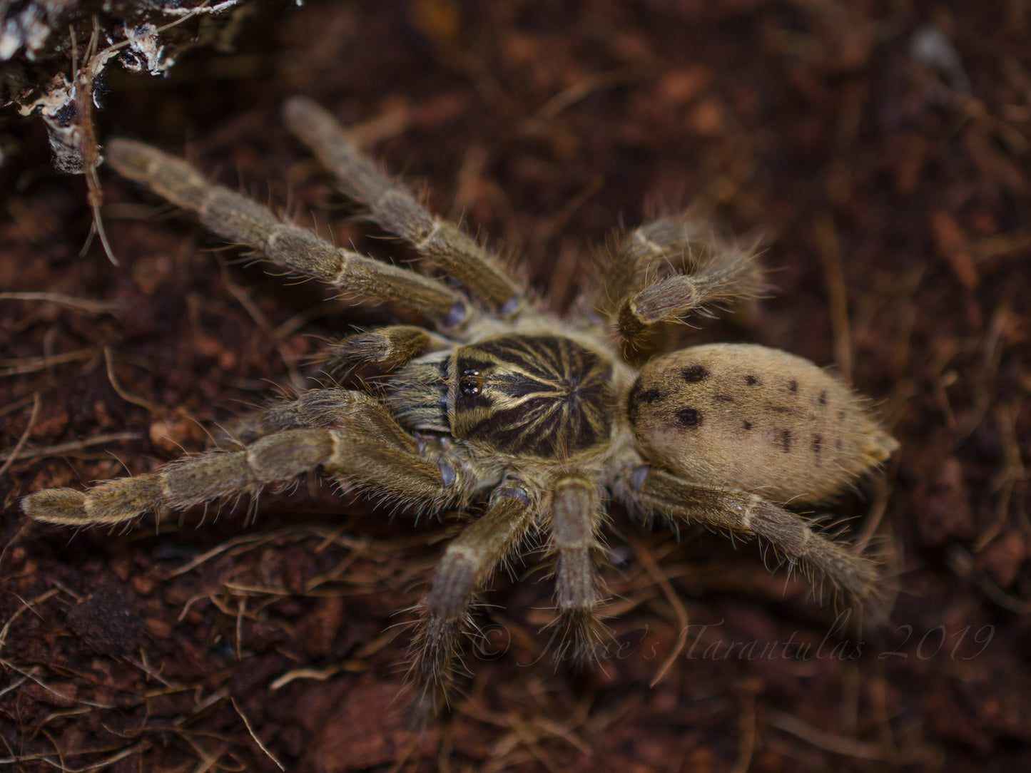 Pterinochilus lugardi (Fort Hall Baboon) 1"