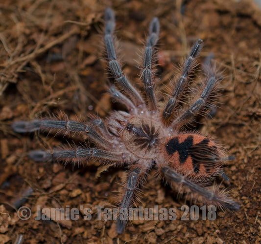 Pamphobeteus machala 3-4” MALE #U-9