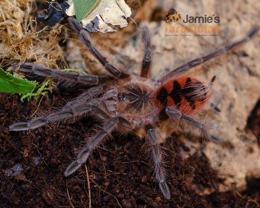 Pamphobeteus sp. Tigris 1 1/2-2” FEMALE #U-10