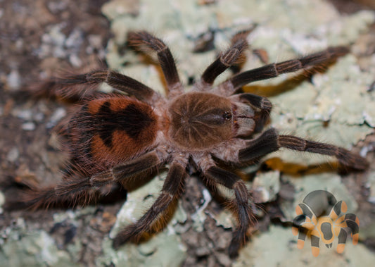 Pamphobeteus sp 'Mascara' (Mascara Giant Bird Eater) 3” FEMALE #U-14