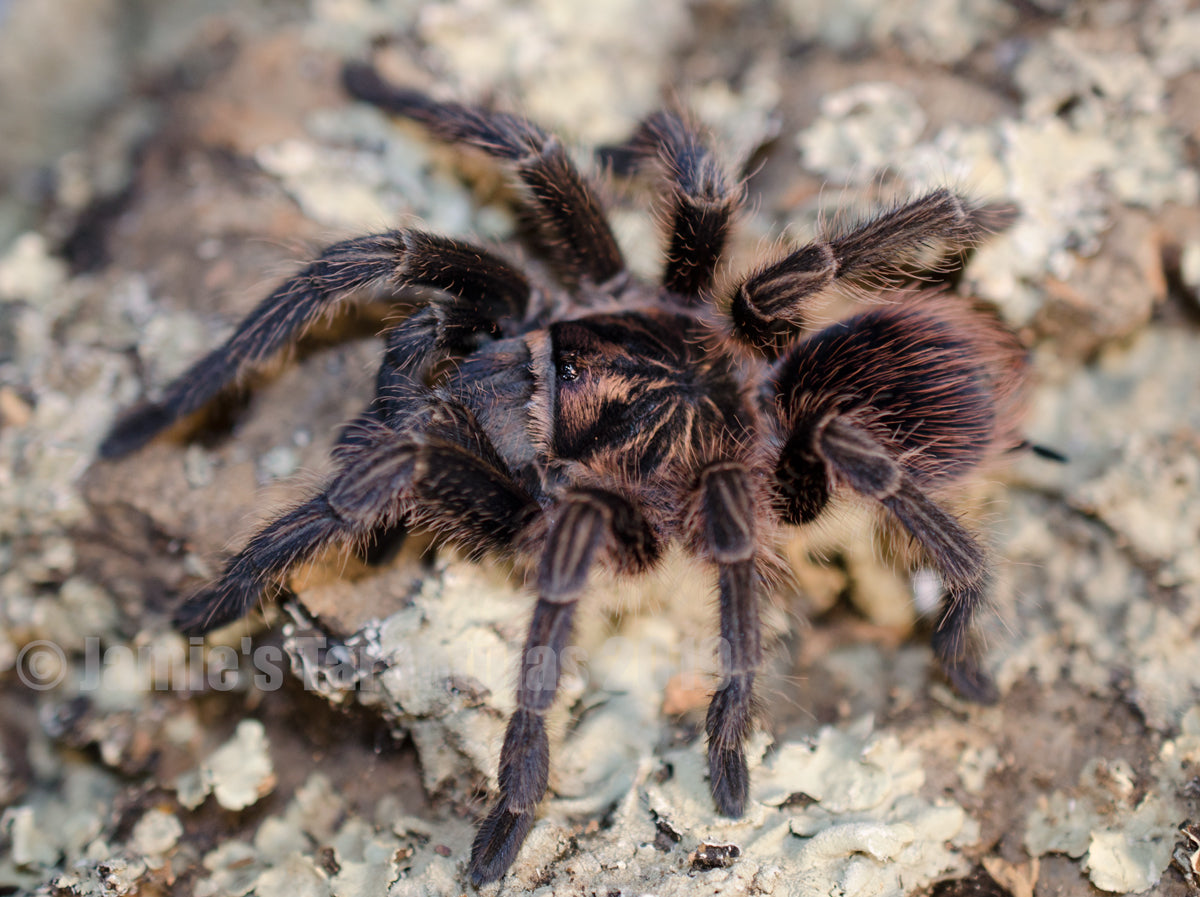 Phormictopus atrichomatus (Red Island Birdeater Tarantula) 3/4-1" #U-43