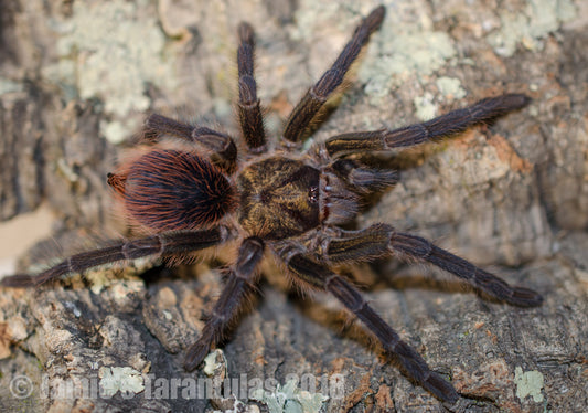 Phormictopus auratus (Cuban Bronze) 2" FEMALE