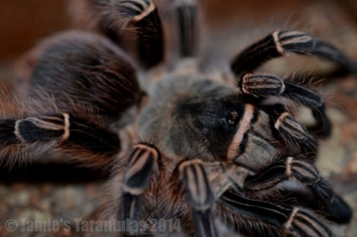 Eupalaestrus campestratus (Pink Zebra Beauty) 2" FEMALE