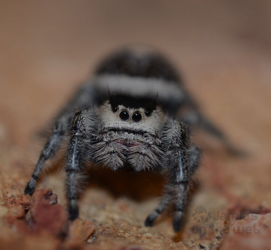 Phidippus regius (Regal Jumping Spider) 1 1/4" FEMALE #J-12  (Pictured)